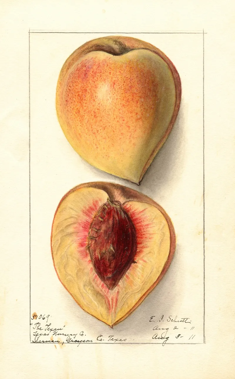 Prunus Persica Texan Wall Art by Ellen Isham Schutt - High-Resolution Digital Print