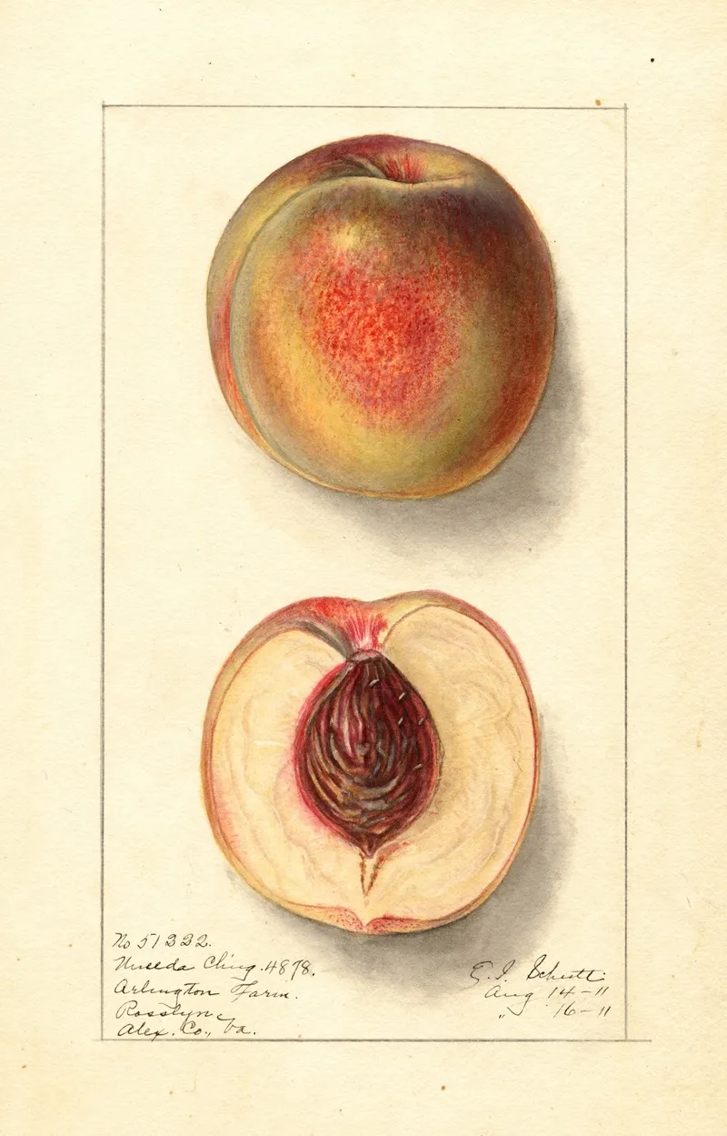 Prunus Persica Uneeda Cling Wall Art by Ellen Isham Schutt - High-Resolution Digital Print