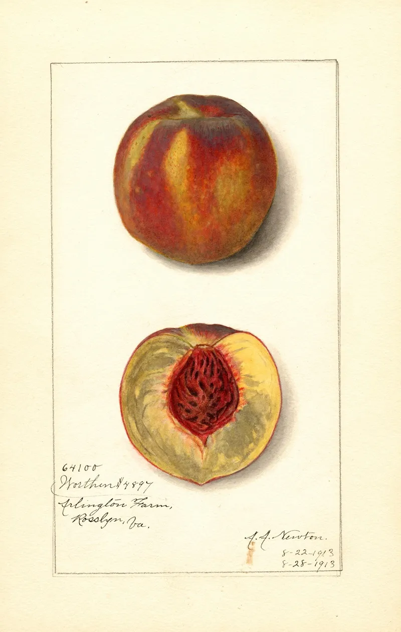 Prunus Persica Worthen 2 Wall Art by Amanda Almira Newton - High-Resolution Digital Print