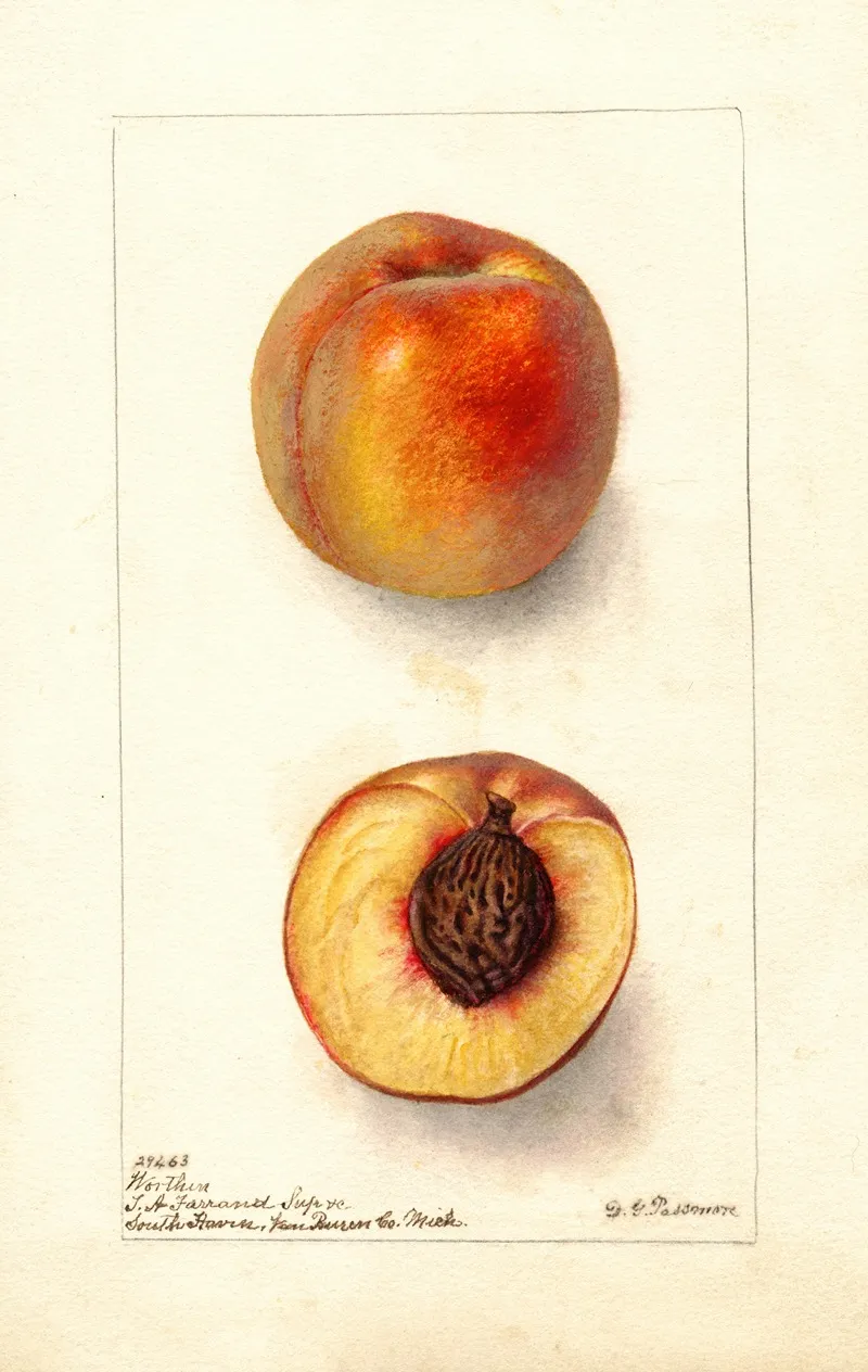 Prunus Persica Worthen Wall Art by Deborah Griscom Passmore - High-Resolution Digital Print