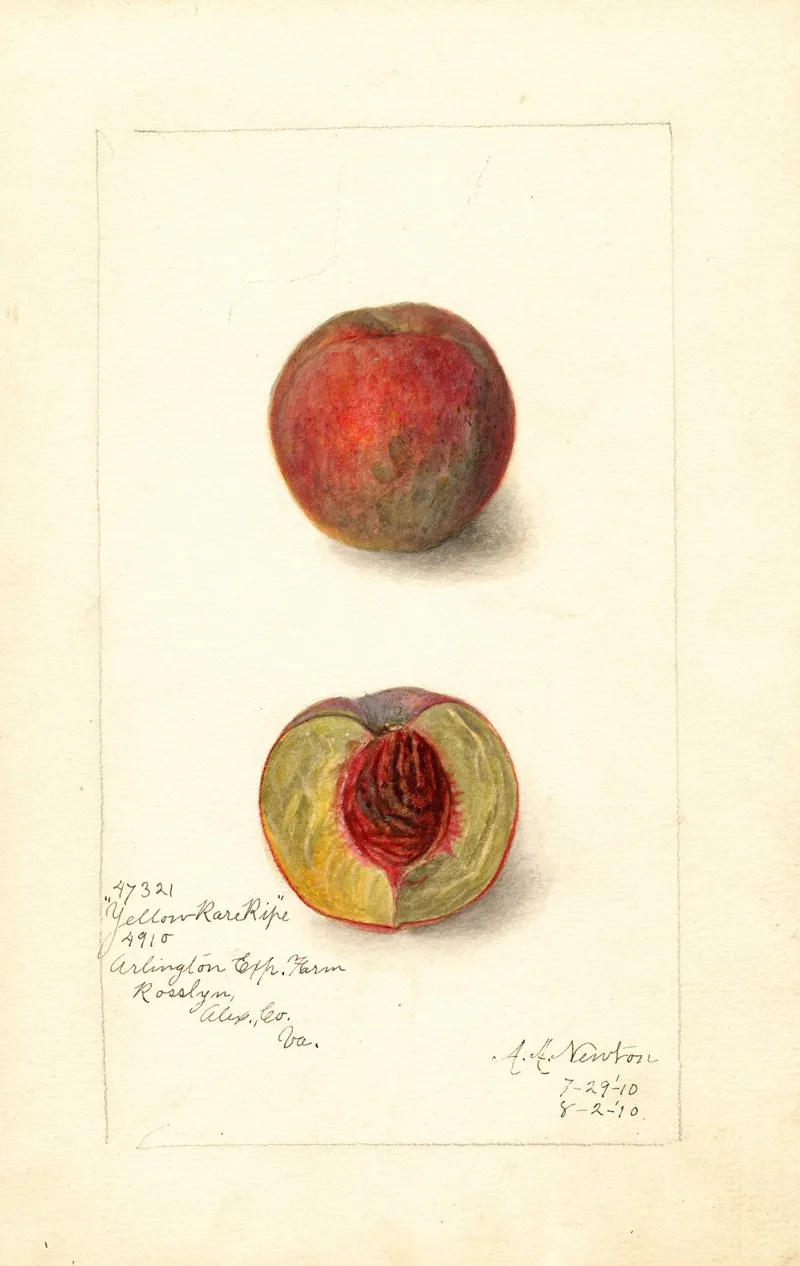 Prunus Persica Yellow Rare Ripe Wall Art by Amanda Almira Newton - High-Resolution Digital Print
