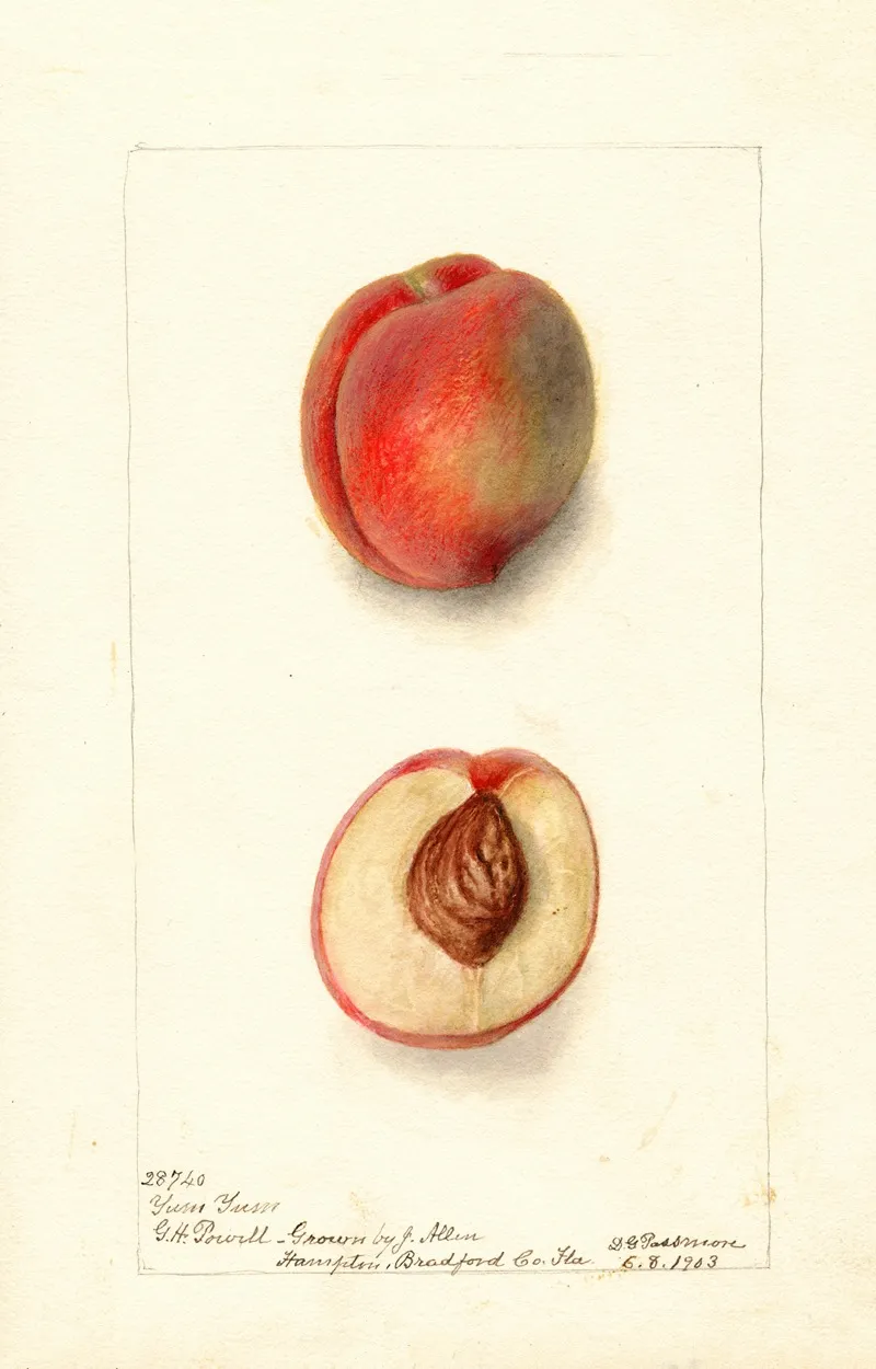 Prunus Persica Yum Yum Wall Art by Deborah Griscom Passmore - High-Resolution Digital Print