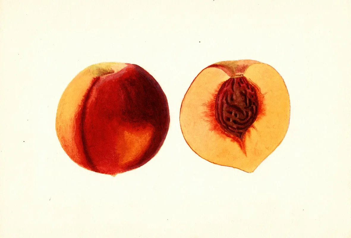 Prunus Persica
