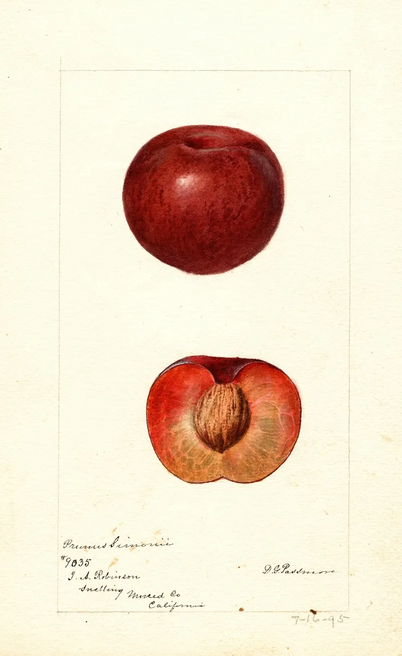Prunus Simonii Wall Art by Deborah Griscom Passmore - High-Resolution Digital Print