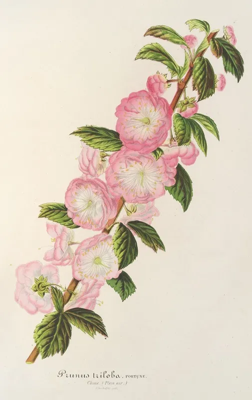 Prunus Triloba Wall Art by Charles Antoine Lemaire - High-Resolution Digital Print