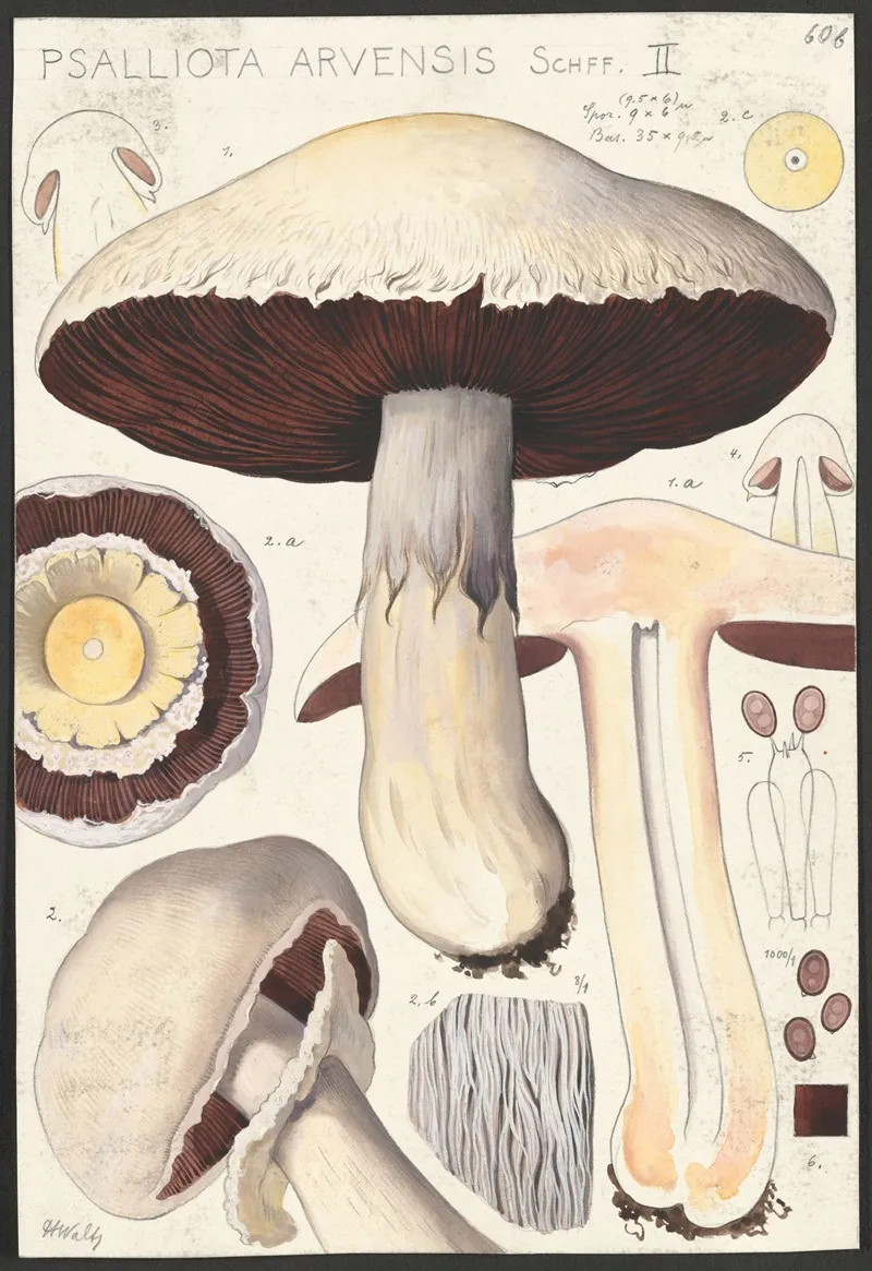 Psalliota Arvensis Schff Ii Wall Art by Hans Walty - High-Resolution Digital Print