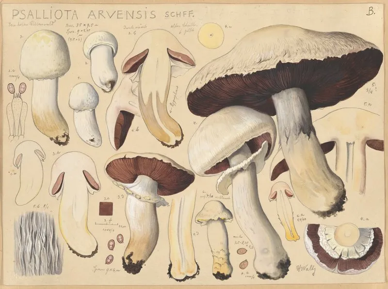 Psalliota Arvensis Schff Wall Art by Hans Walty - High-Resolution Digital Print