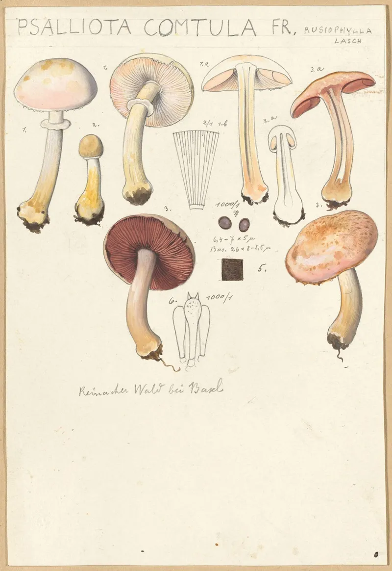 Psalliota Comtula Wall Art by Hans Walty - High-Resolution Digital Print