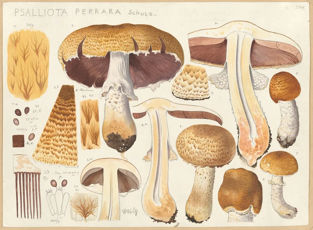 Psalliota Perrara Schulz Wall Art by Hans Walty - High-Resolution Digital Print