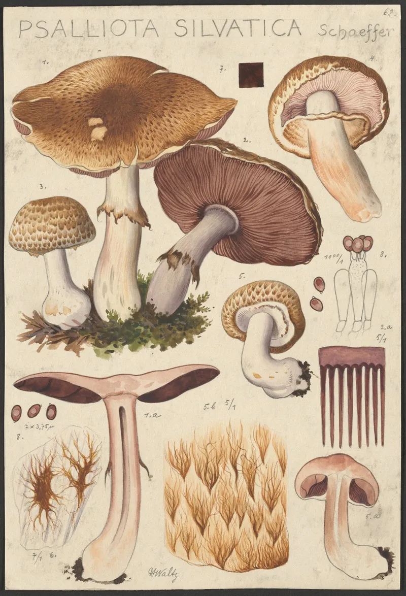 Psalliota Silvatica Schaeffer Wall Art by Hans Walty - High-Resolution Digital Print