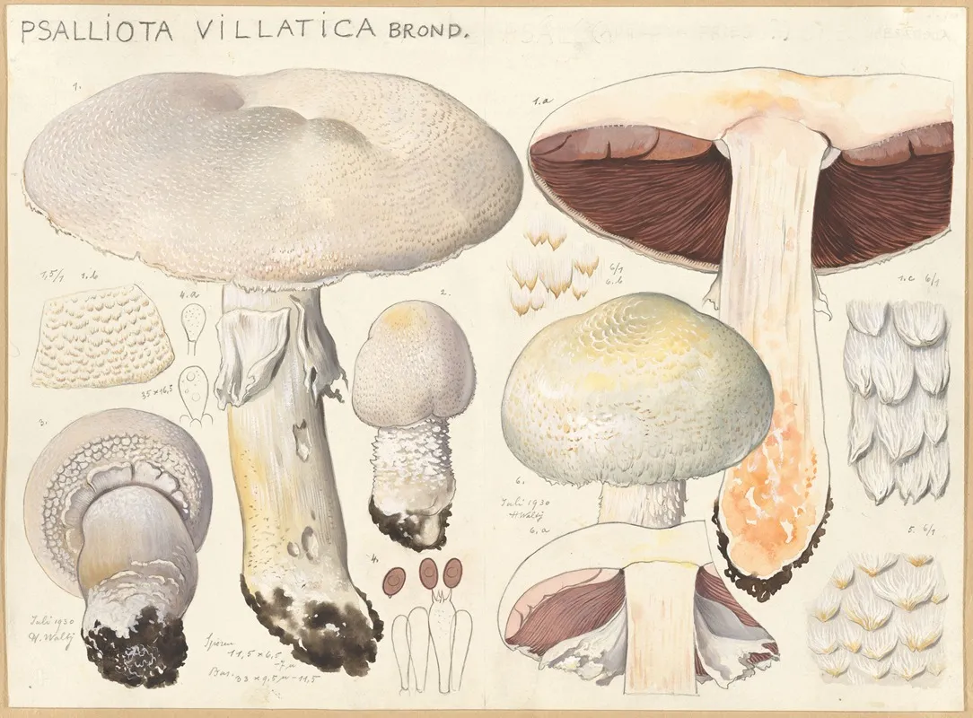 Psalliota Villatica Brond Wall Art by Hans Walty - High-Resolution Digital Print