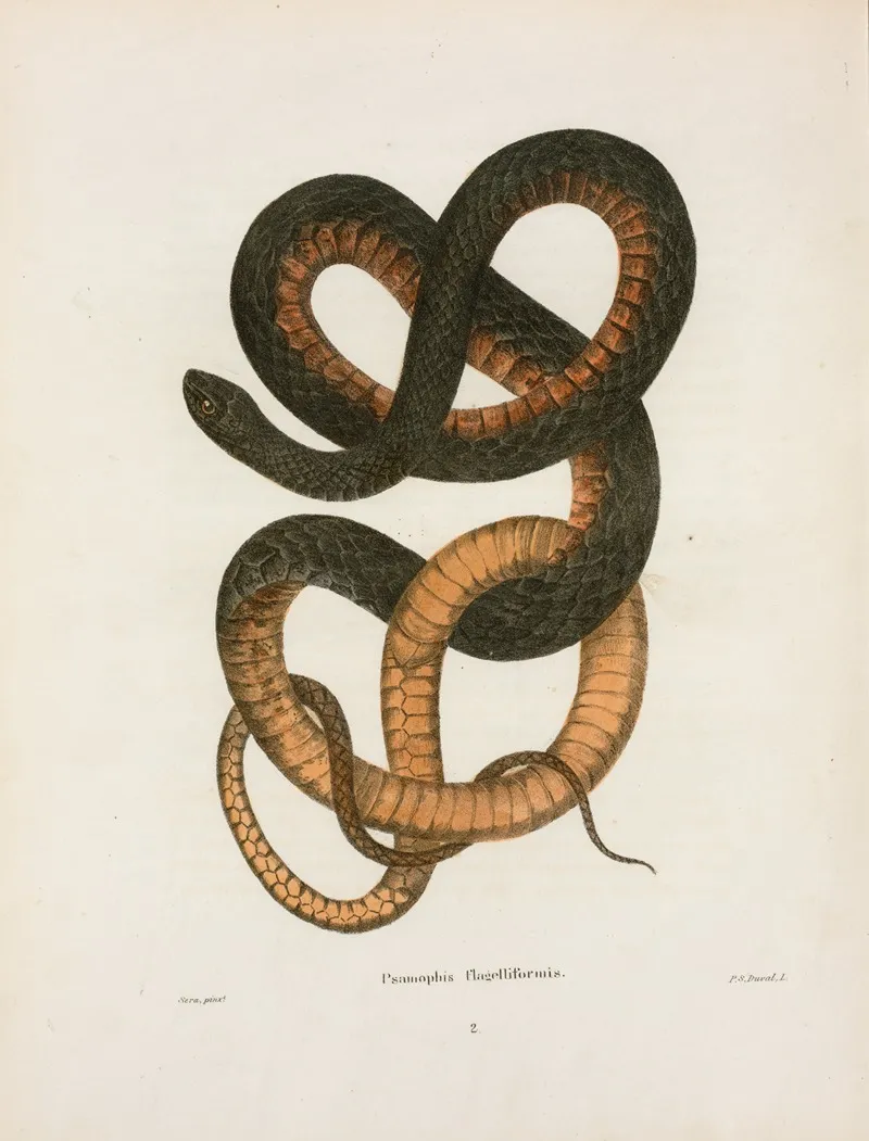 Psammophis Flagelliformis Wall Art by John Edwards Holbrook - High-Resolution Digital Print