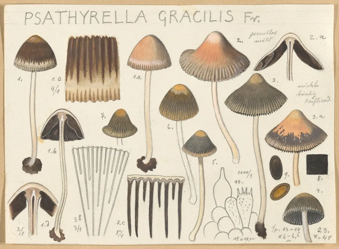 Psathyrella Gracilis Wall Art by Hans Walty - High-Resolution Digital Print