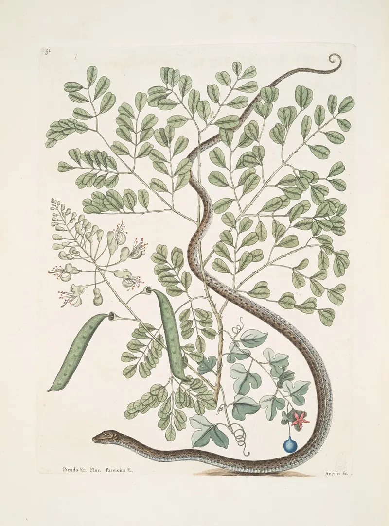 Pseudo Santalum Croceum Brasiletto Flos Passionis Anguis Gracilis Maculatus The Spotted Ribbon Snake Wall Art by Mark Catesby - High-Resolution Digital Print