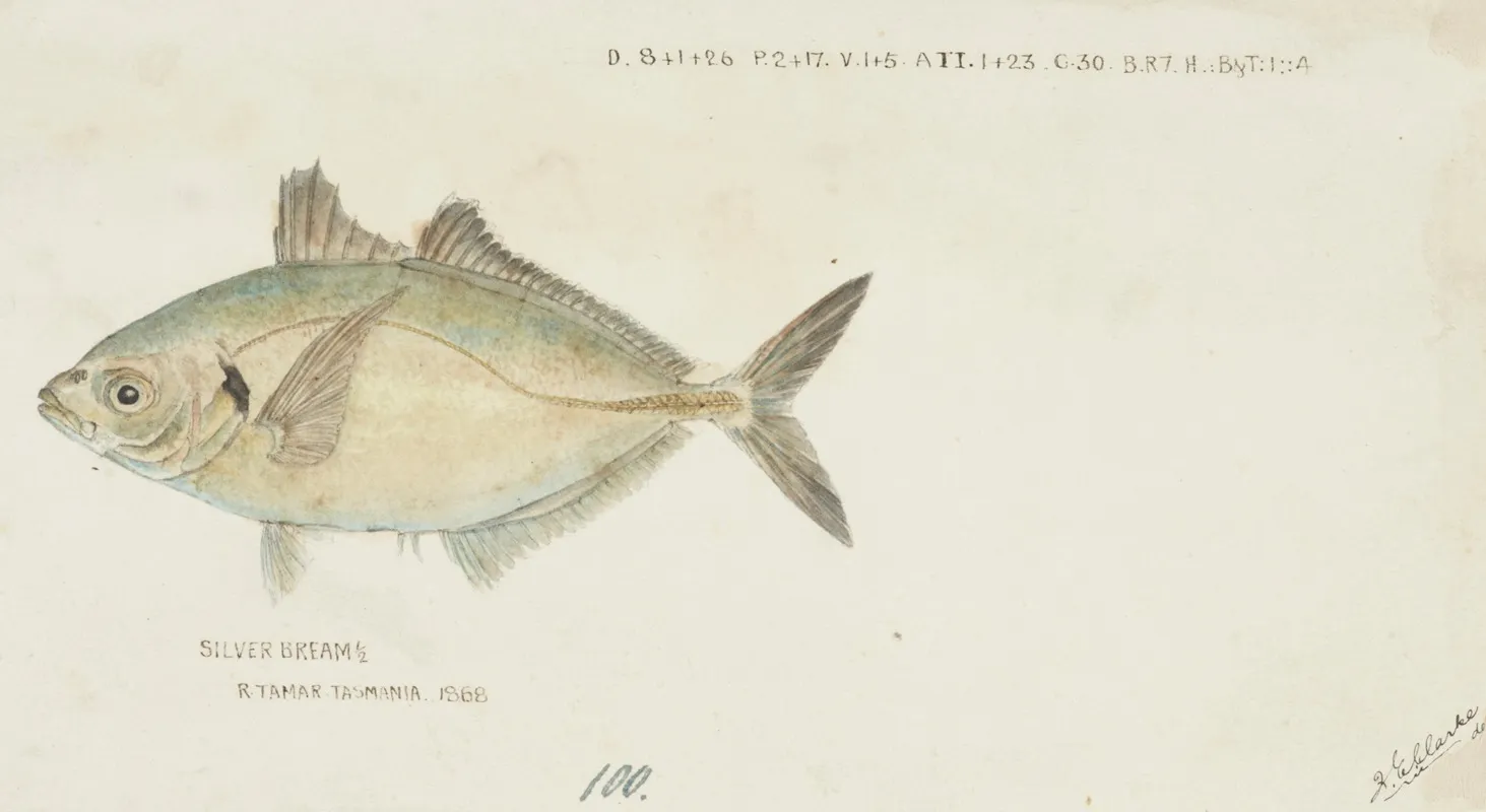 Pseudocaranx Dentex Tas White Trevally