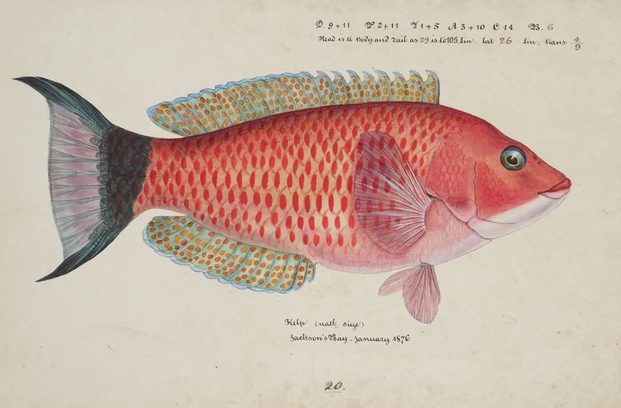 Pseudolabrus Miles Kelp