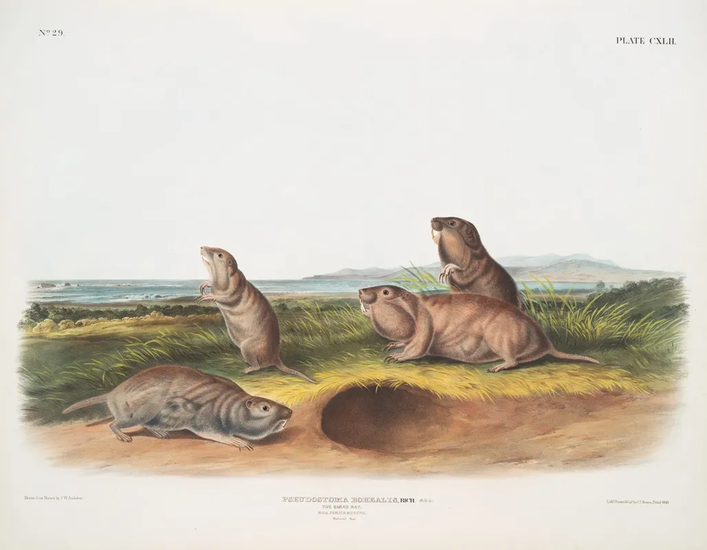 Pseudostoma Borealis The Camas Rat Male Female Young Natural Size Wall Art by John Woodhouse Audubon - High-Resolution Digital Print