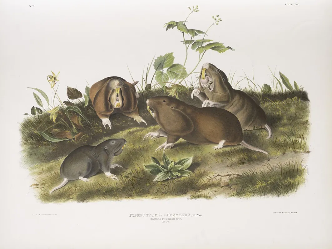 Pseudostoma Bursarius Canada Pouched Rat Natural Size Wall Art by John Woodhouse Audubon - High-Resolution Digital Print