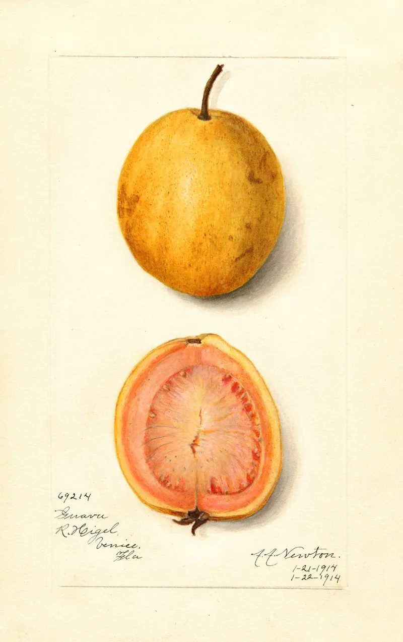 Psidium Guajava Guava Wall Art by Amanda Almira Newton - High-Resolution Digital Print