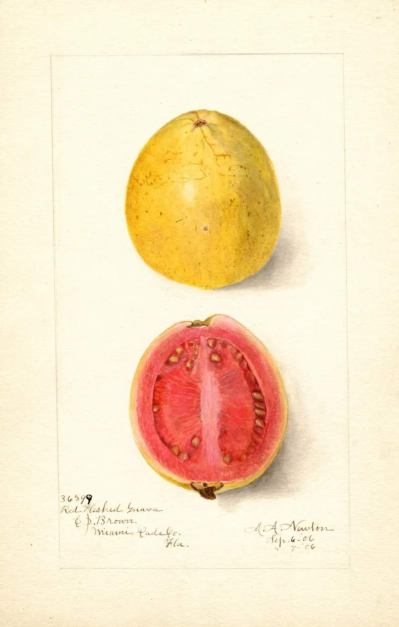 Psidium Guajava Red Fleshed Wall Art by Amanda Almira Newton - High-Resolution Digital Print