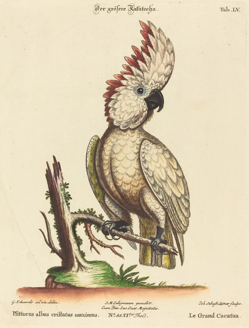 Psittacus Albus Cristatus Maximus Wall Art by Johann Sebastian Leitner - High-Resolution Digital Print