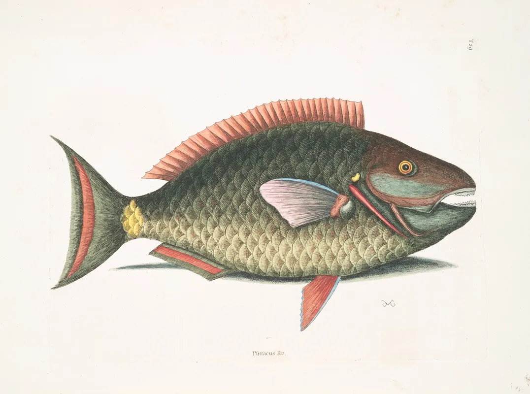 Psittacus C The Parrot Fish Wall Art by Mark Catesby - High-Resolution Digital Print