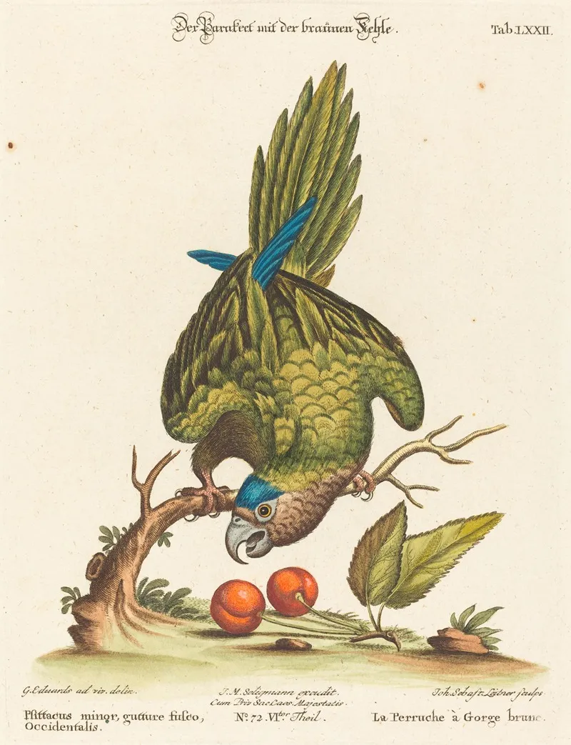 Psittacus Minor Gutture Fusco Occidentalis Wall Art by Johann Sebastian Leitner - High-Resolution Digital Print