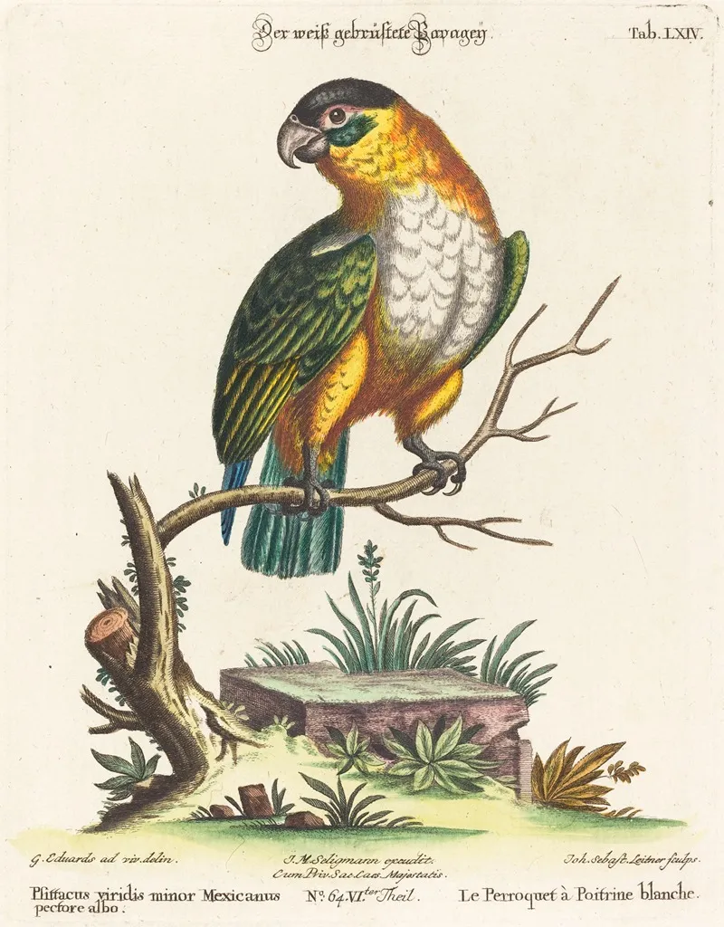 Psittacus Viridis Minor Mexicanus Wall Art by Johann Sebastian Leitner - High-Resolution Digital Print