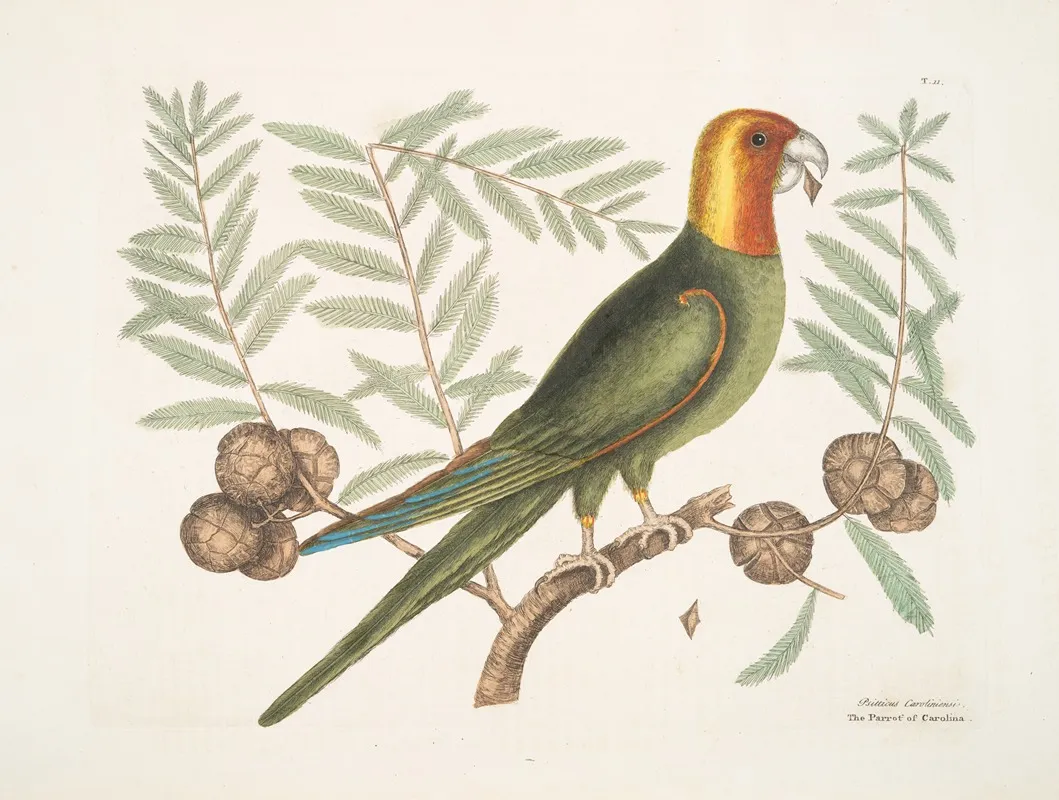 Psitticus Caroliniensis The Parrot Of Carolina Wall Art by Mark Catesby - High-Resolution Digital Print