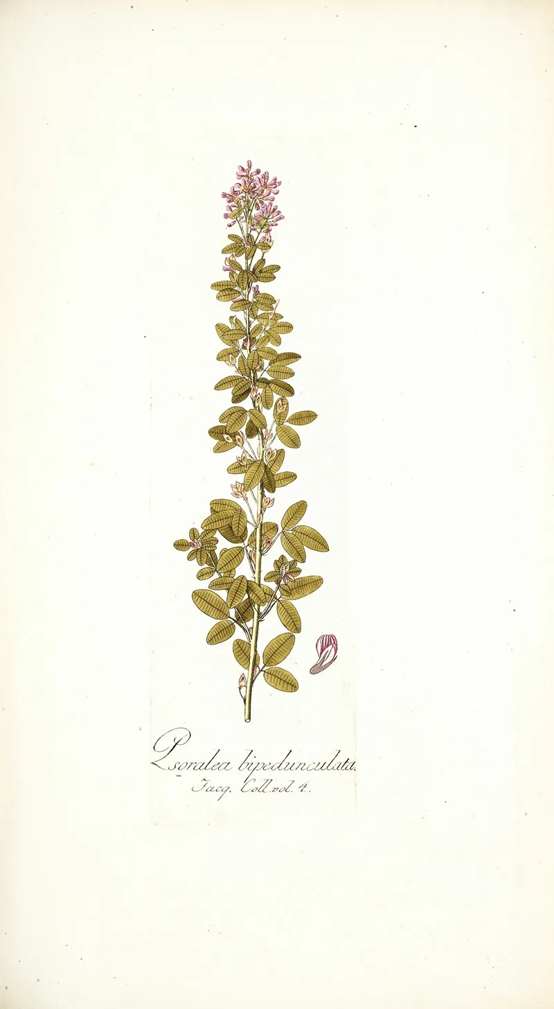 Psoralea Bipedunculata Wall Art by Nikolaus Joseph Freiherr von Jacquin - High-Resolution Digital Print