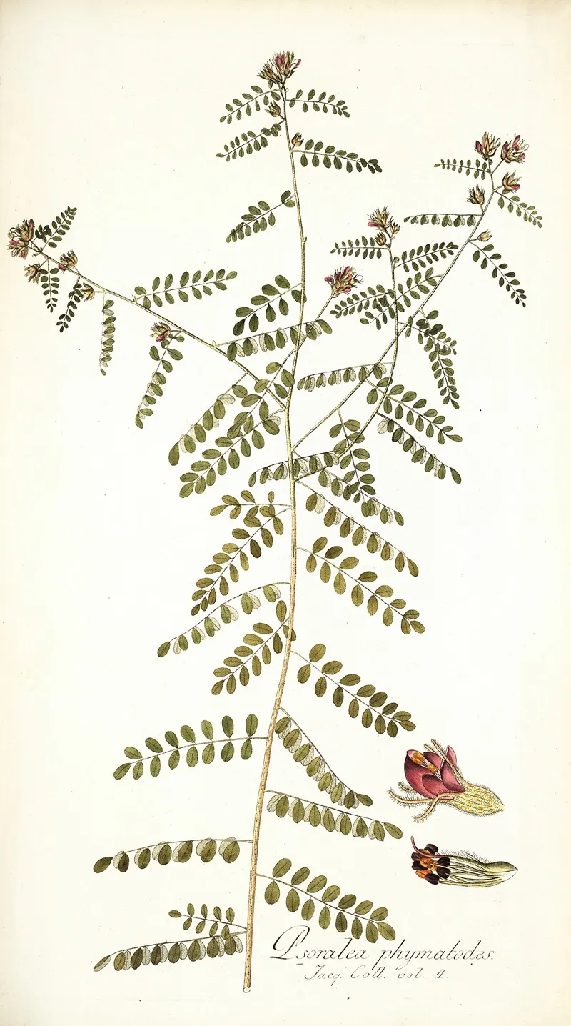 Psoralea Phymatodes Wall Art by Nikolaus Joseph Freiherr von Jacquin - High-Resolution Digital Print
