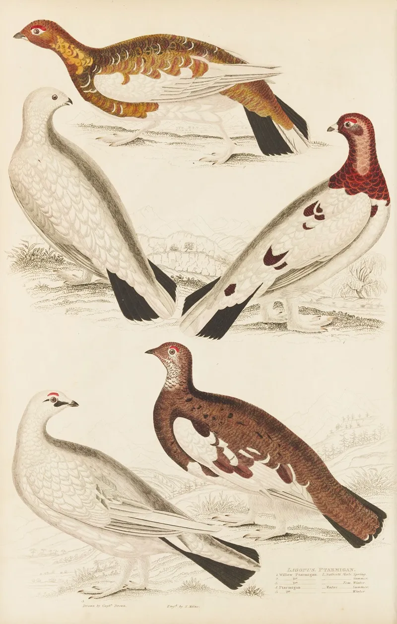 Ptarmigan 2 Wall Art by William MacGillivray - High-Resolution Digital Print