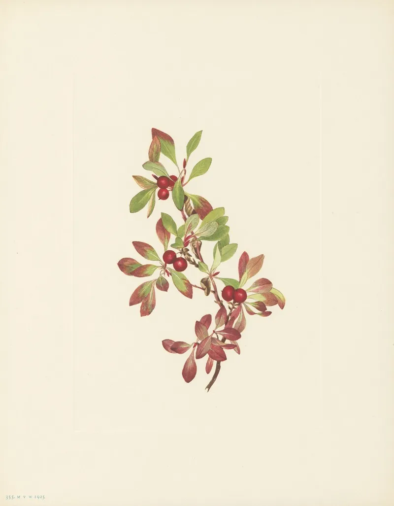 Ptarmiganberry Arctous Alpina 3