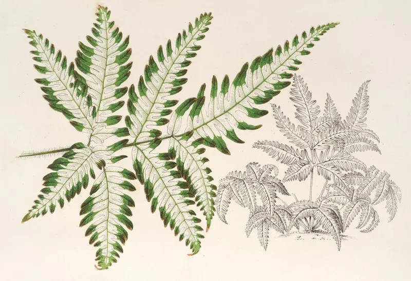 Pteris Argyrea Wall Art by Charles Antoine Lemaire - High-Resolution Digital Print