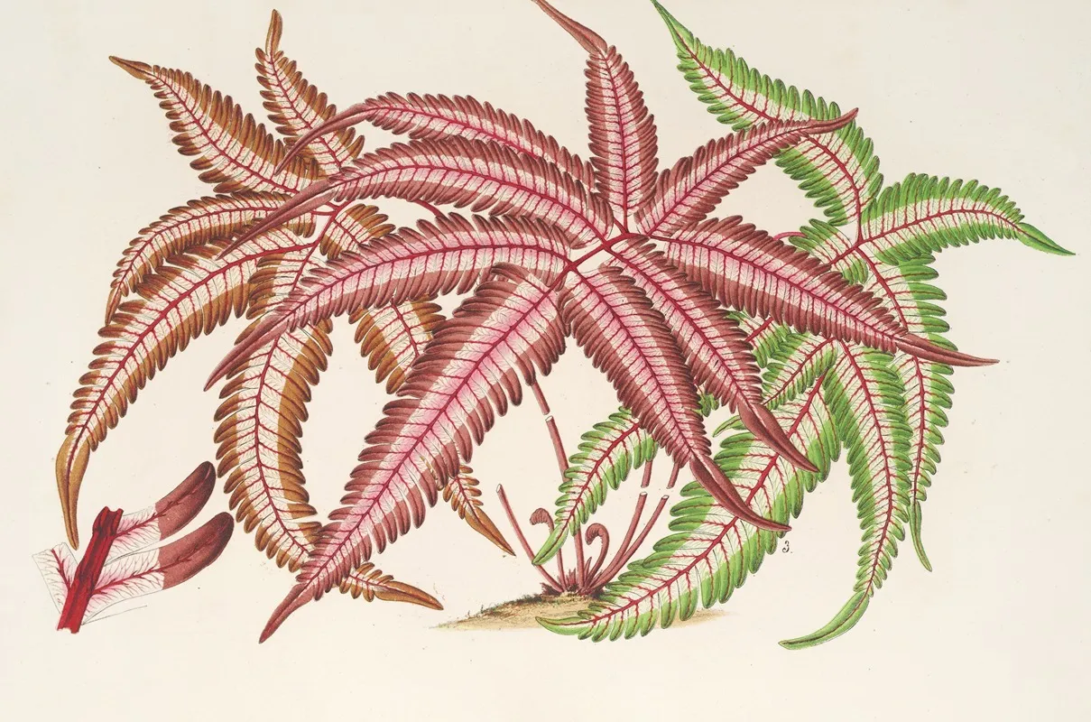 Pteris Aspericaulis Var Tricolor Wall Art by Charles Antoine Lemaire - High-Resolution Digital Print