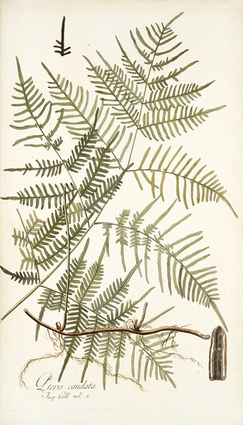 Pteris Caudata Wall Art by Nikolaus Joseph Freiherr von Jacquin - High-Resolution Digital Print