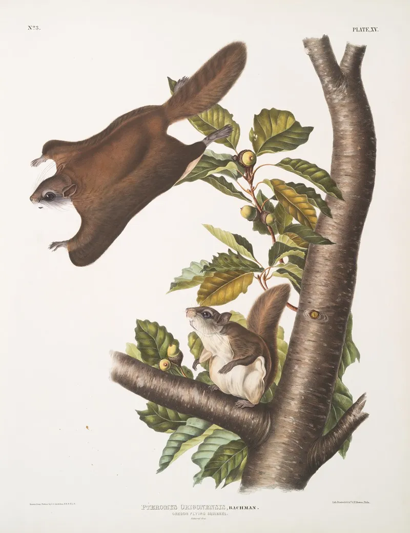 Pteromys Origonensis Oregon Flying Squirrel Natural Size Wall Art by John Woodhouse Audubon - High-Resolution Digital Print