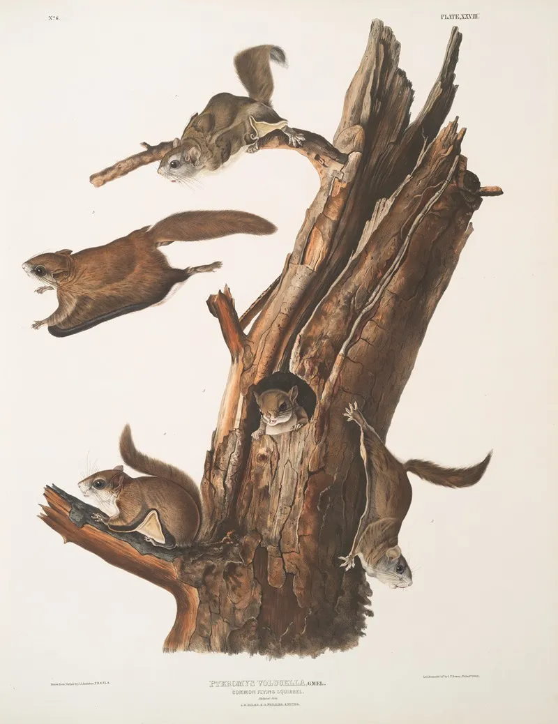Pteromys Volucella Common Flying Squirrel Natural Size 1 2 Males 3 4 Females 5 Young Wall Art by John Woodhouse Audubon - High-Resolution Digital Print