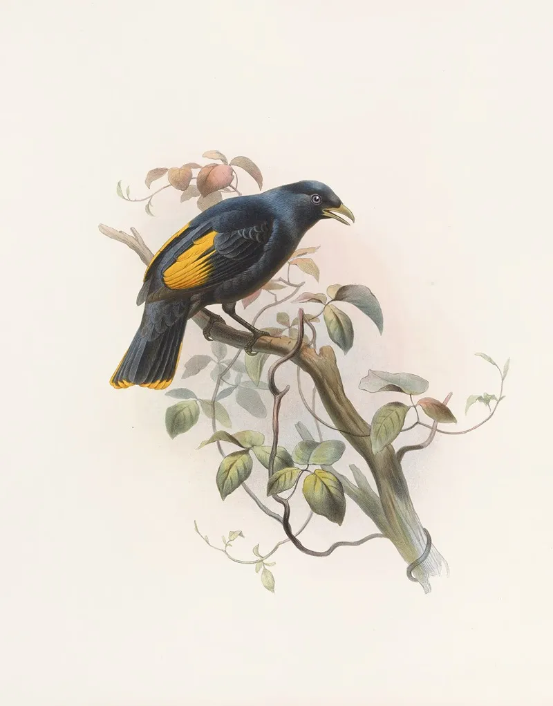 Ptilonorhynchus Rawnsleyi Wall Art by Daniel Giraud Elliot - High-Resolution Digital Print