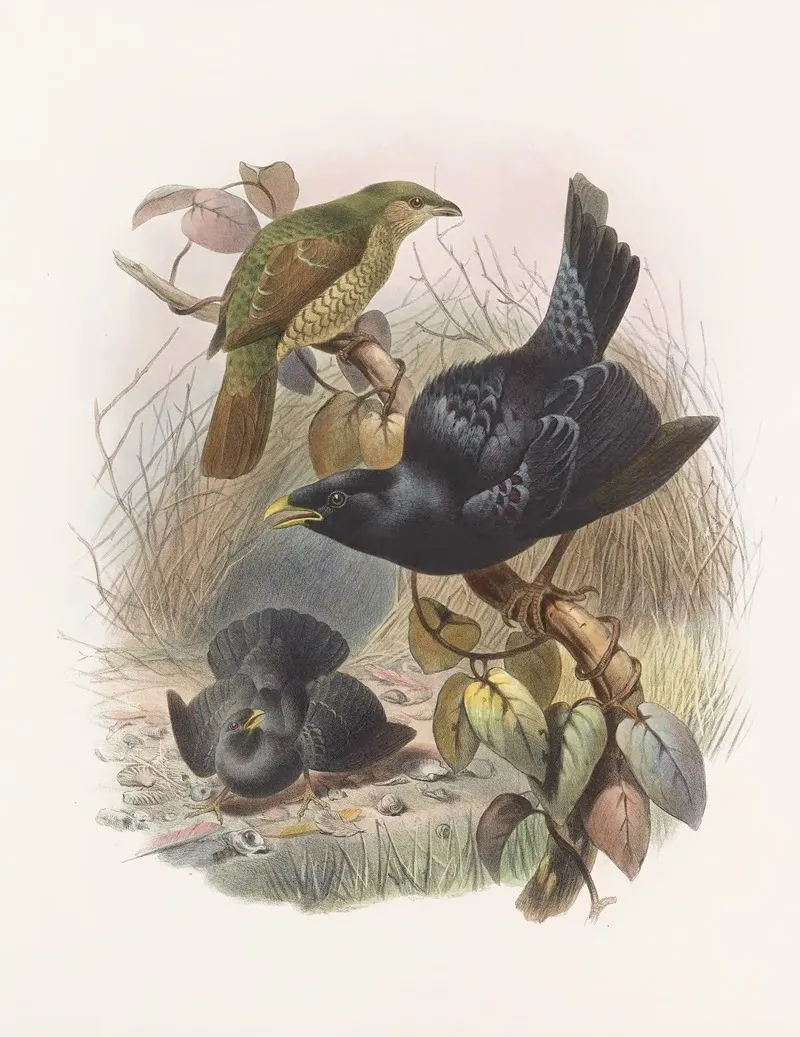 Ptilorhynchus Violaceus Wall Art by Daniel Giraud Elliot - High-Resolution Digital Print