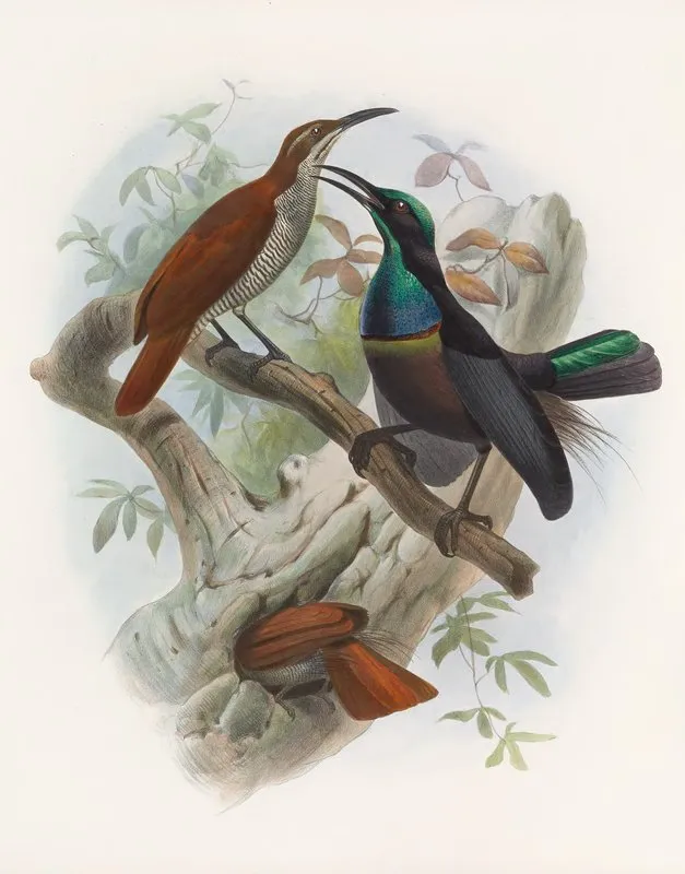 Ptiloris Magnificus Wall Art by Daniel Giraud Elliot - High-Resolution Digital Print
