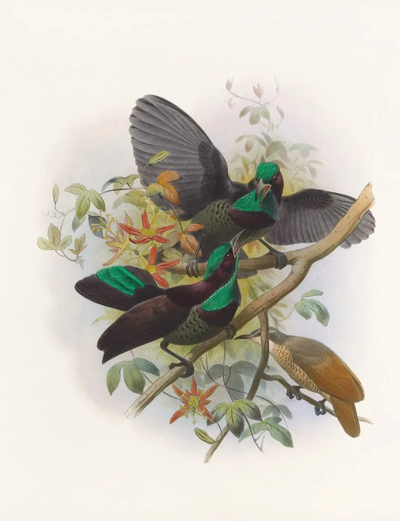 Ptiloris Victorie Wall Art by Daniel Giraud Elliot - High-Resolution Digital Print