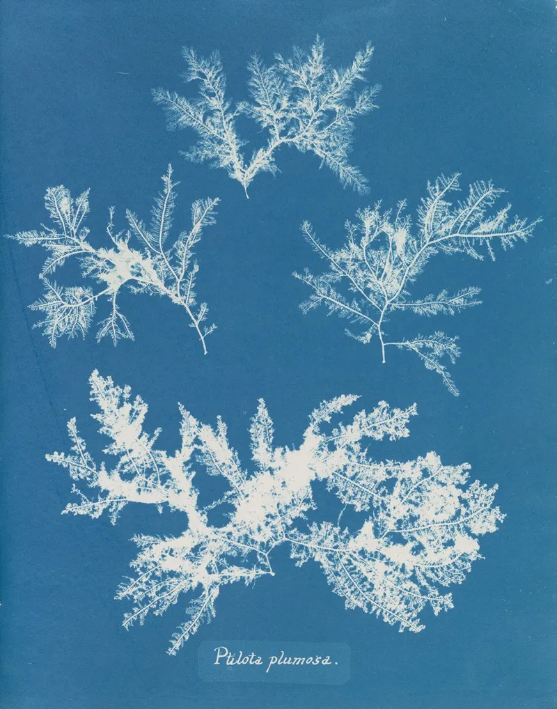 Ptilota Plumosa 2 Wall Art by Anna Atkins - High-Resolution Digital Print