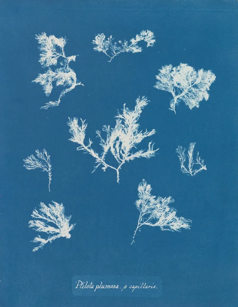Ptilota Plumosa β Capillaris Wall Art by Anna Atkins - High-Resolution Digital Print
