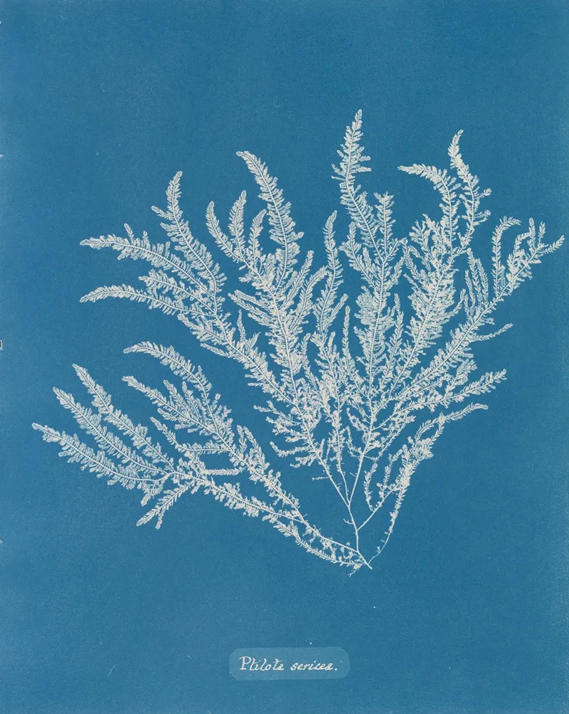 Ptilota Sericea Wall Art by Anna Atkins - High-Resolution Digital Print