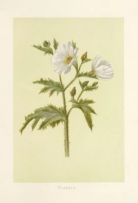 Puakala Wall Art by Isabella McHutcheson Sinclair - High-Resolution Digital Print