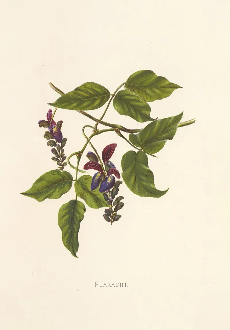 Puakauhi Wall Art by Isabella McHutcheson Sinclair - High-Resolution Digital Print