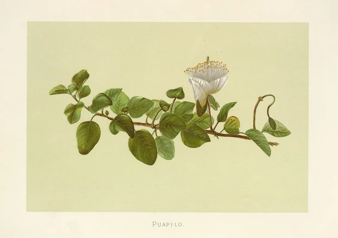 Puapilo Wall Art by Isabella McHutcheson Sinclair - High-Resolution Digital Print