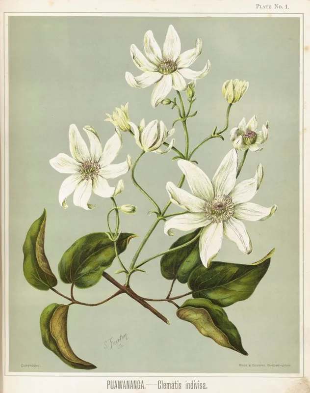 Puawananga Clematis Indivisa Plate 1 Wall Art by Sarah Featon - High-Resolution Digital Print