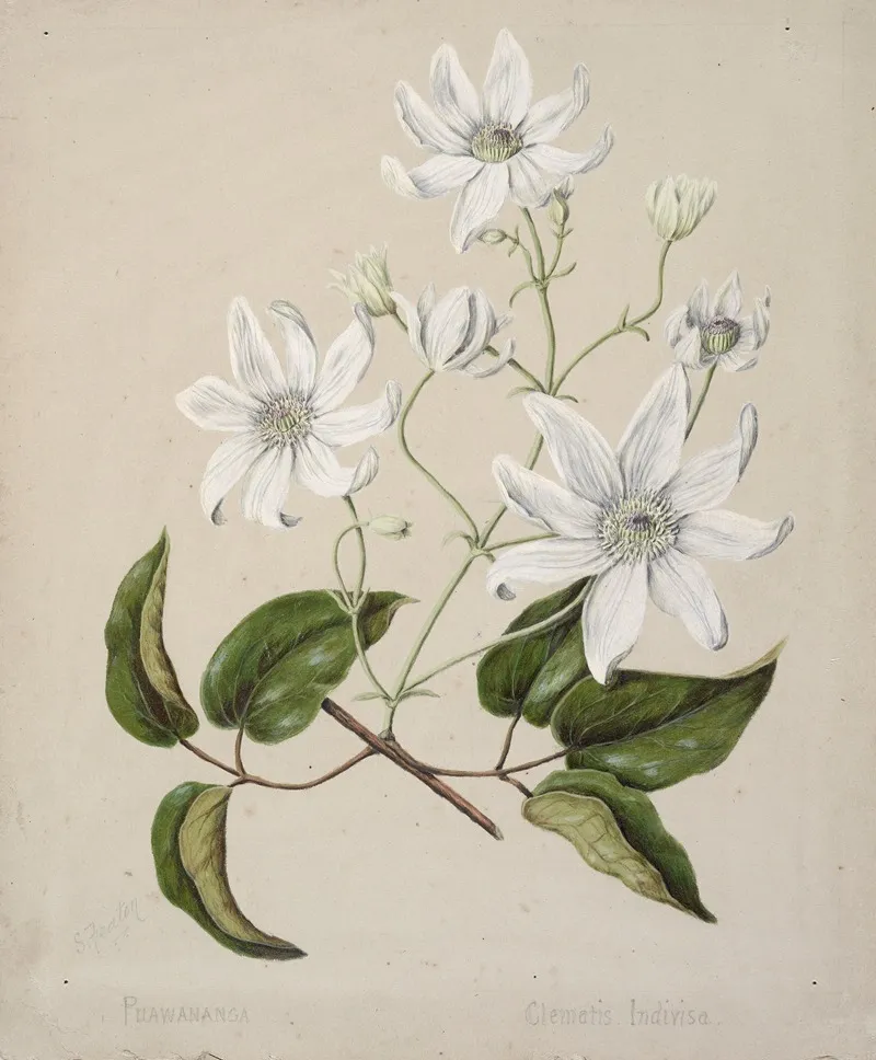 Puawananga Clematis Indivisa Wall Art by Sarah Featon - High-Resolution Digital Print